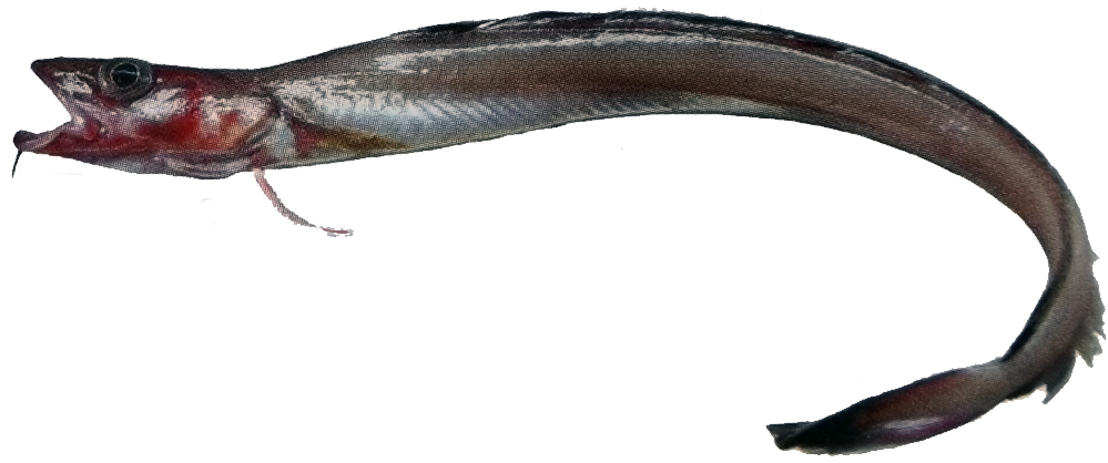 Molva macrophthalma_22254